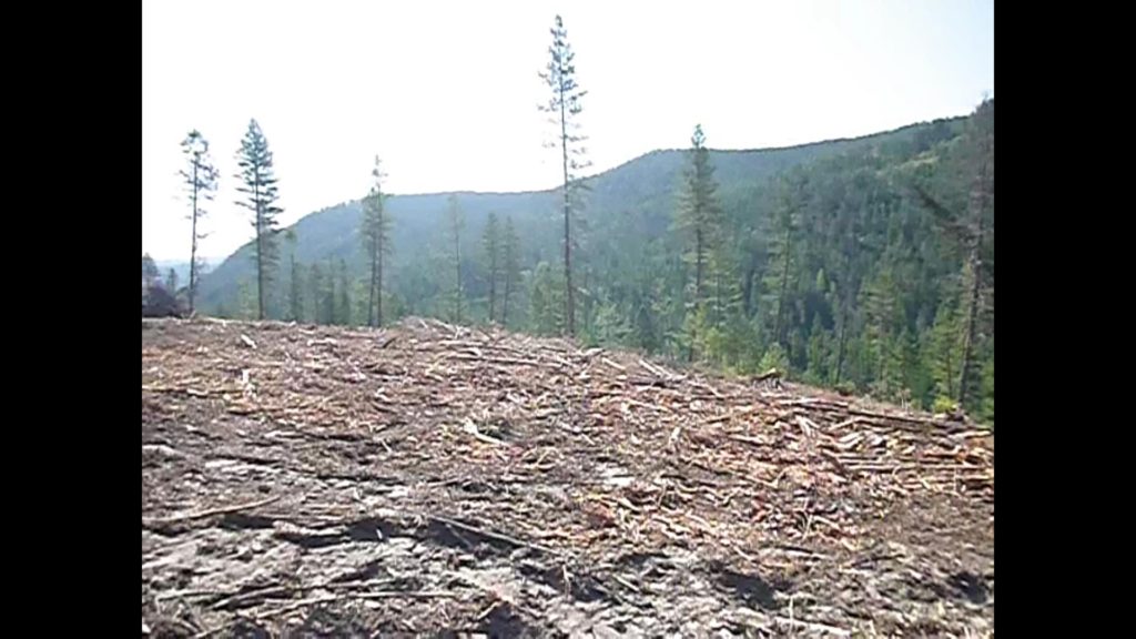 clear cut in the boundary watershed